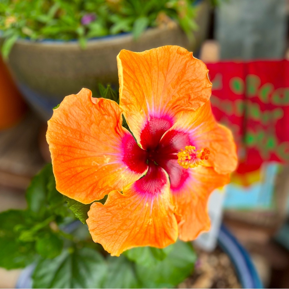 Meet your Posher, Allie